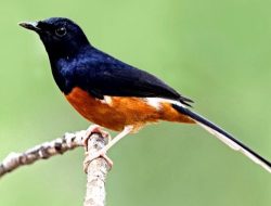 3 Cara Meningkatkan Kualitas Suara Burung Murai Batu, Dijamin Cepat Gacor